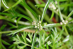 Chaerophyllum involucratum