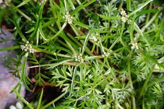 Chaerophyllum involucratum