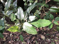 Dendropanax dentiger