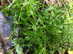 Chaerophyllum involucratum