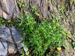 Chaerophyllum involucratum