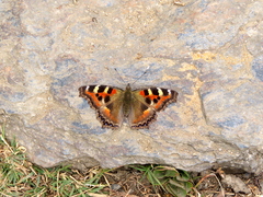 Aglais caschmirensis