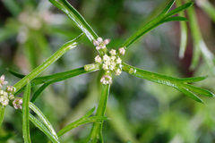 Chaerophyllum involucratum