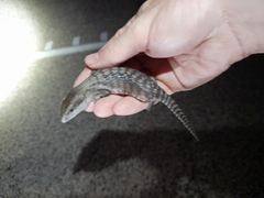 Tiliqua scincoides intermedia