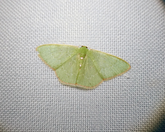 Nemoria lixaria