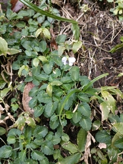Viola nagasawae