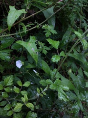 Calystegia marginata