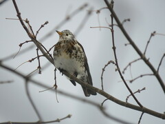 Turdus pilaris