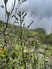 Beaupreopsis paniculata