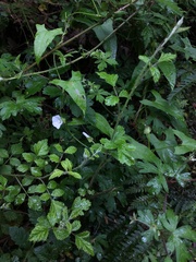 Calystegia marginata