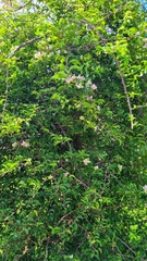 Bougainvillea