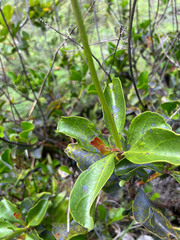 Beaupreopsis paniculata