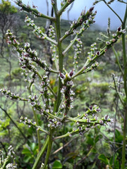 Beaupreopsis paniculata