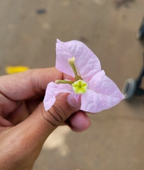 Bougainvillea
