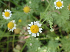 Cotula nigellifolia