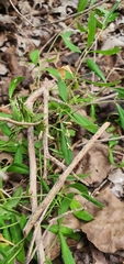 Pombalia linearifolia