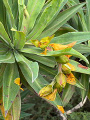 Hibbertia baudouinii