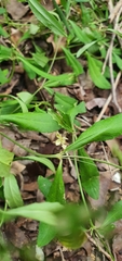 Pombalia linearifolia
