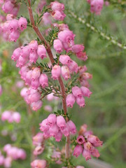 Erica gracilis