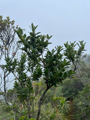 Geniostoma densiflorum