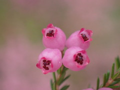 Erica gracilis