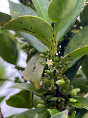 Geniostoma densiflorum