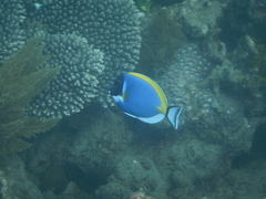 Acanthurus leucosternon