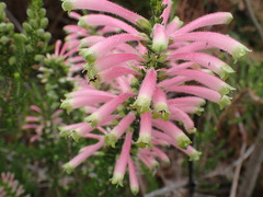 Erica densifolia