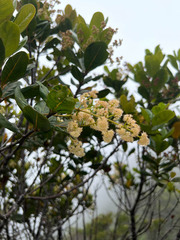 Spiraeanthemum