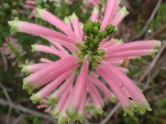 Erica densifolia