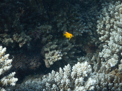 Pomacentrus sulfureus