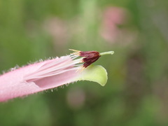 Erica densifolia