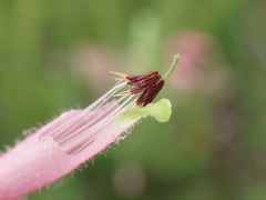 Erica densifolia