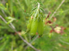 Erica viridiflora