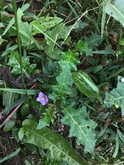 Solanum prinophyllum