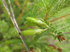 Erica viridiflora