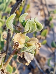 Tetragonia decumbens