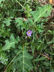 Solanum prinophyllum