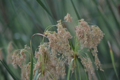 Scirpus pedicellatus