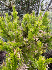 Dacrydium lycopodioides