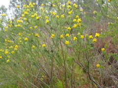 Liparia hirsuta