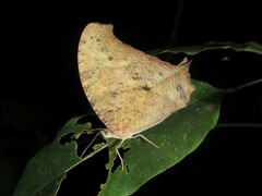 Melanitis leda bankia