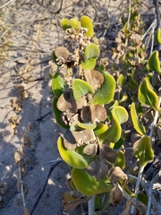 Tetragonia decumbens
