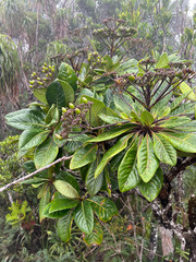 Apiopetalum velutinum
