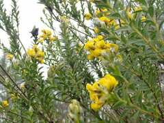 Liparia hirsuta