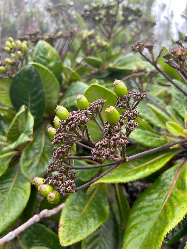 Apiopetalum velutinum (Apiopetalum velutinum)