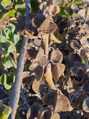Tetragonia decumbens