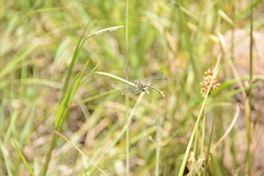 Ceratogomphus pictus