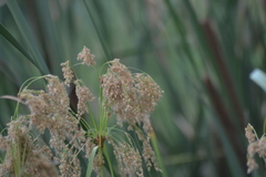 Scirpus pedicellatus