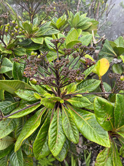 Apiopetalum velutinum
